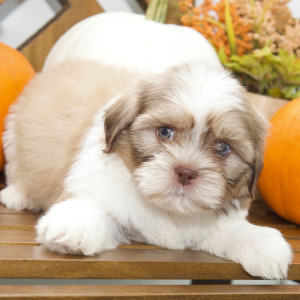Shih Tzu Puppy Baxter