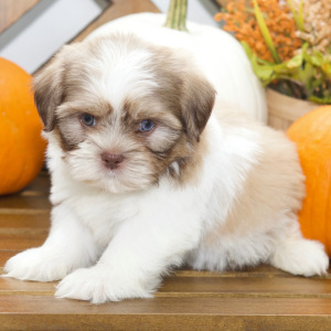 Shih Tzu Puppy Baxter