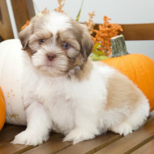 Shih Tzu Puppy Baxter