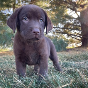 Labrador Retriever Puppy Primrose