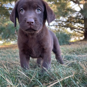 Labrador Retriever Puppy Primrose