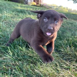 Labrador Retriever Puppy Primrose