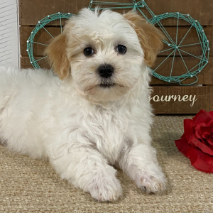 Havanese Puppy Tianna