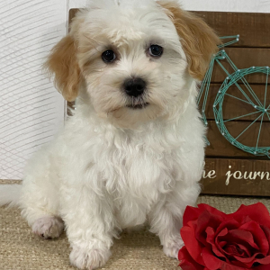 Havanese Puppy Tianna