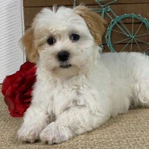 Havanese Puppy Tianna
