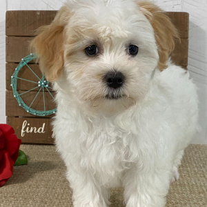 Havanese Puppy Tianna