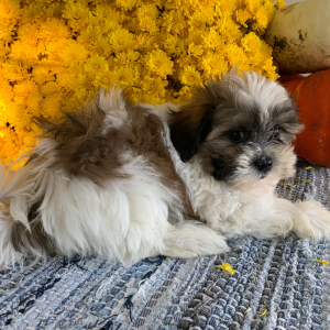 Mal-Shi Puppy Harvey