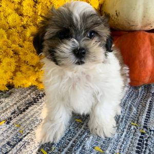 Mal-Shi Puppy Harvey