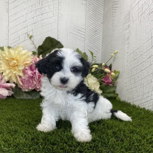 Havapoo Puppy Daniel