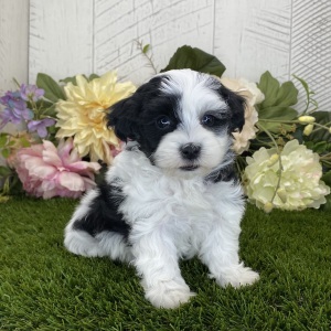 Havapoo Puppy Daniel