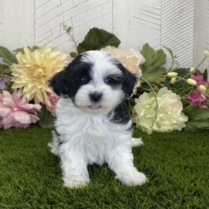 Havapoo Puppy Daniel