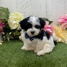 Havapoo Puppy Daniel