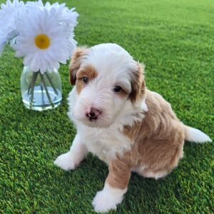 Bernedoodle Puppy Garfield