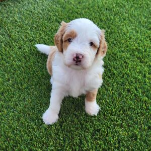 Bernedoodle Puppy Garfield