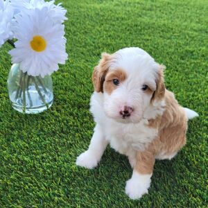 Bernedoodle Puppy Garfield