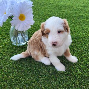 Bernedoodle Puppy Garfield