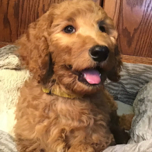 Goldendoodle Puppy Heidi