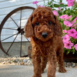 Poodle Puppy Cavson