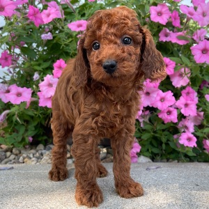 Poodle Puppy Cavson