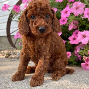 Poodle Puppy Cavson