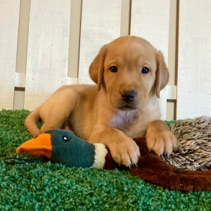 Labrador Retriever Puppy Dakoda