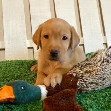 Labrador Retriever Puppy Dakoda