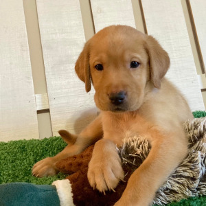 Labrador Retriever Puppy Dakoda