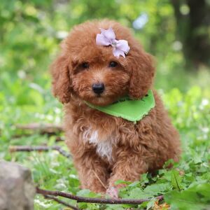 Poodle Puppy Hattie