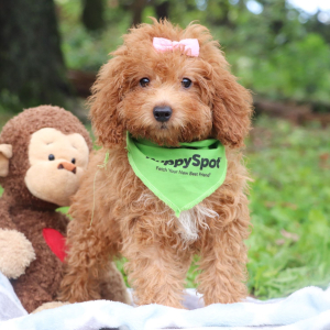 Poodle Puppy Hattie