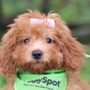 Poodle Puppy Hattie