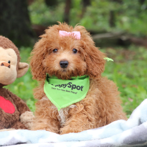 Poodle Puppy Hattie