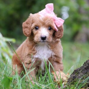 Goldendoodle Puppy Tinsley