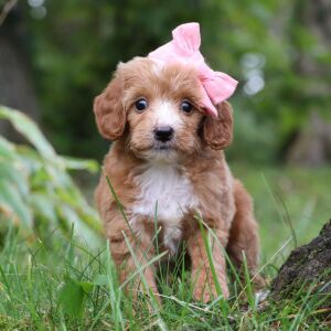 Goldendoodle Puppy Tinsley