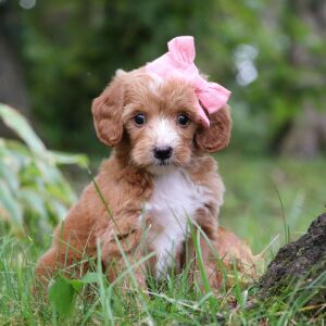 Goldendoodle Puppy Tinsley