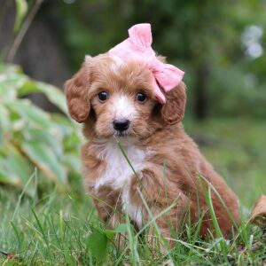 Goldendoodle Puppy Tinsley