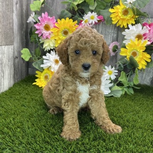 Poodle Puppy Rupert
