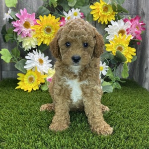 Poodle Puppy Rupert