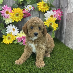 Poodle Puppy Rupert