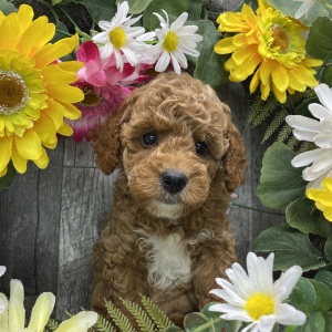 Poodle Puppy Rupert