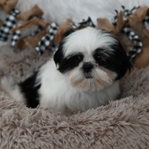Shih Tzu Puppy Porter