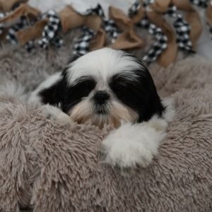 Shih Tzu Puppy Porter