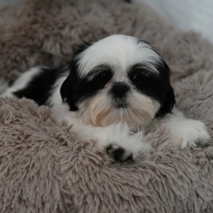 Shih Tzu Puppy Porter