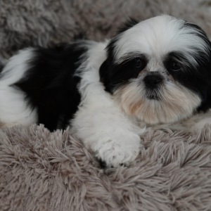 Shih Tzu Puppy Porter
