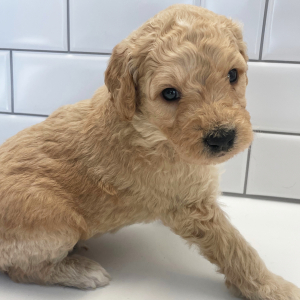 Goldendoodle Puppy Fisher