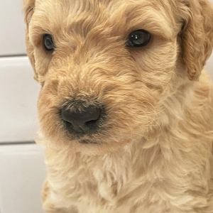 Goldendoodle Puppy Fisher