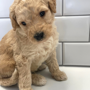 Goldendoodle Puppy Fisher