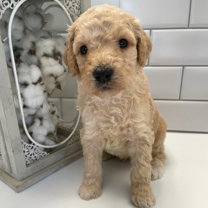 Goldendoodle Puppy Fisher