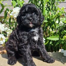 Aussiedoodle Puppy Haley