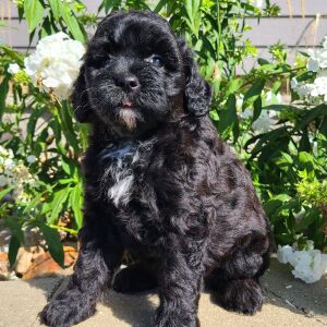 Aussiedoodle Puppy Haley