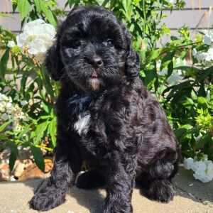 Aussiedoodle Puppy Haley